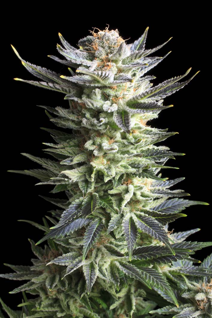 Fruit Spirit Feminized Seeds Fruit Spirit Feminized Seeds