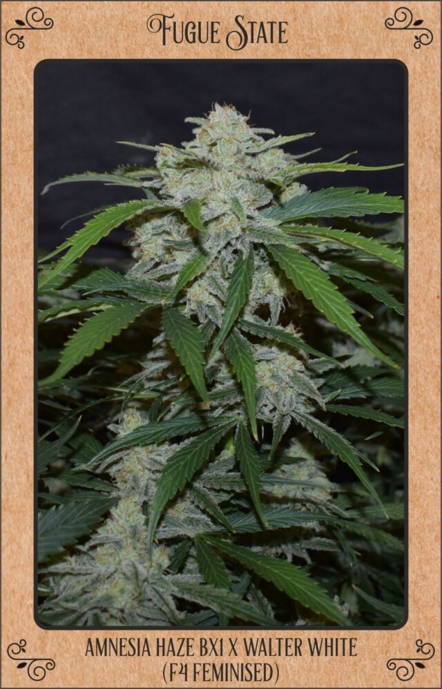 Fugue State Auto Feminized Seeds