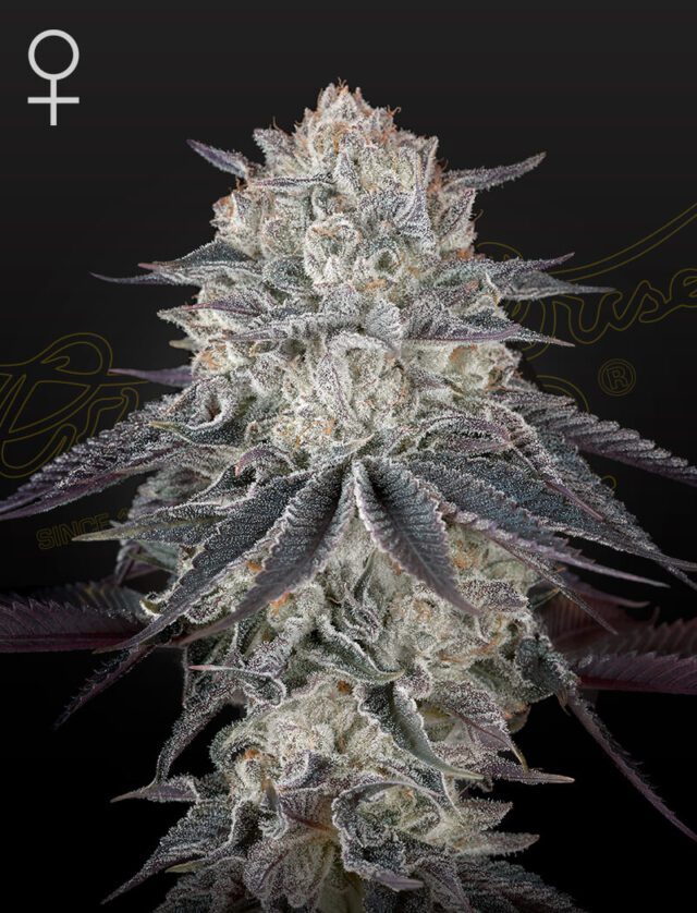 Fullgas Feminized Seeds