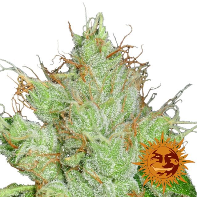 G13 Haze Regular Seeds