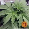 G13 Haze Feminized Seeds