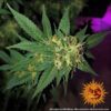 G13 Haze Feminized Seeds