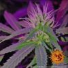 G13 Haze Feminized Seeds