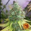 G13 Haze Feminized Seeds