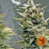 G13 Haze Feminized Seeds