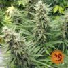 G13 Haze Feminized Seeds
