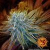 Buy G13 Haze Feminized Seeds by Barney's Farm in America - Image 8