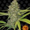 G13 Haze Feminized Seeds