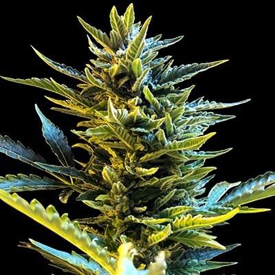 Bride Cake Auto Feminized Seeds