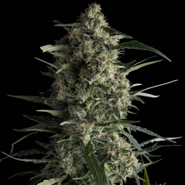 Galaxy CBD Feminized Seeds