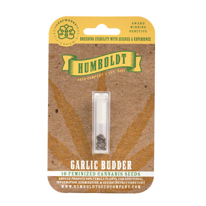Garlic Budder Feminized Seeds Garlic Budder Feminized Seeds