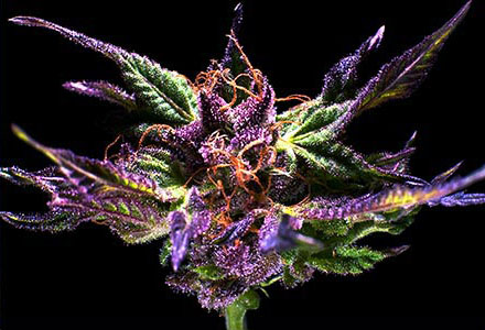 Grand Daddy Purple Regular Seeds