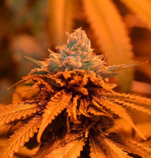 Candyland Feminized Seeds