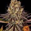Gelato 45 Feminized Seeds