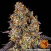 Gelato 45 Feminized Seeds