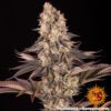 Gelato 45 Feminized Seeds