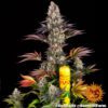 Gelato 45 Feminized Seeds