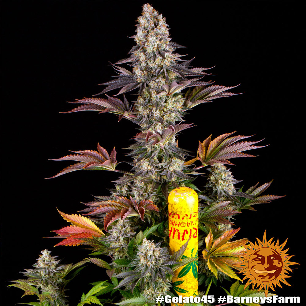 Buy Gelato 45 Feminized Seeds By Barney's Farm In America - Stellar Seeds