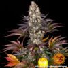 Gelato 45 Feminized Seeds