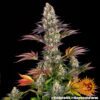 Gelato 45 Feminized Seeds