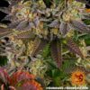 Gelato 45 Feminized Seeds