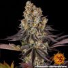 Gelato 45 Feminized Seeds