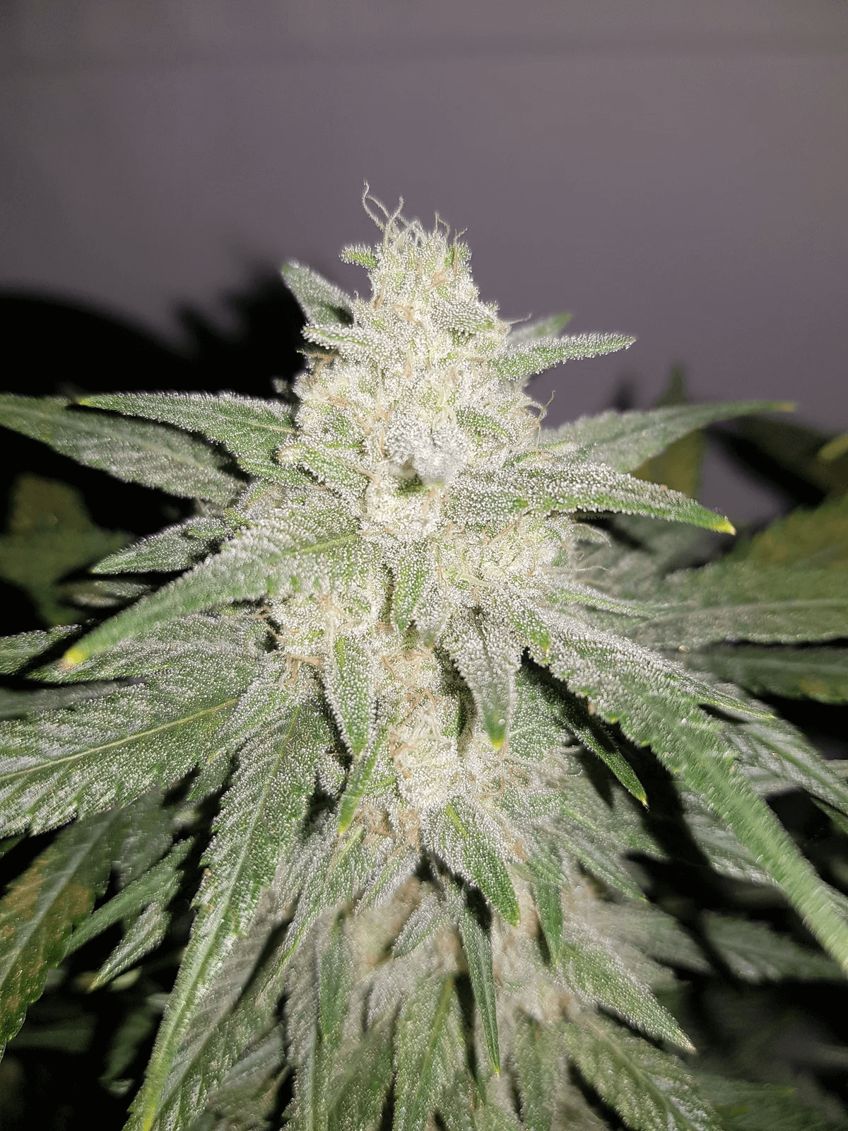 gelato-auto-2