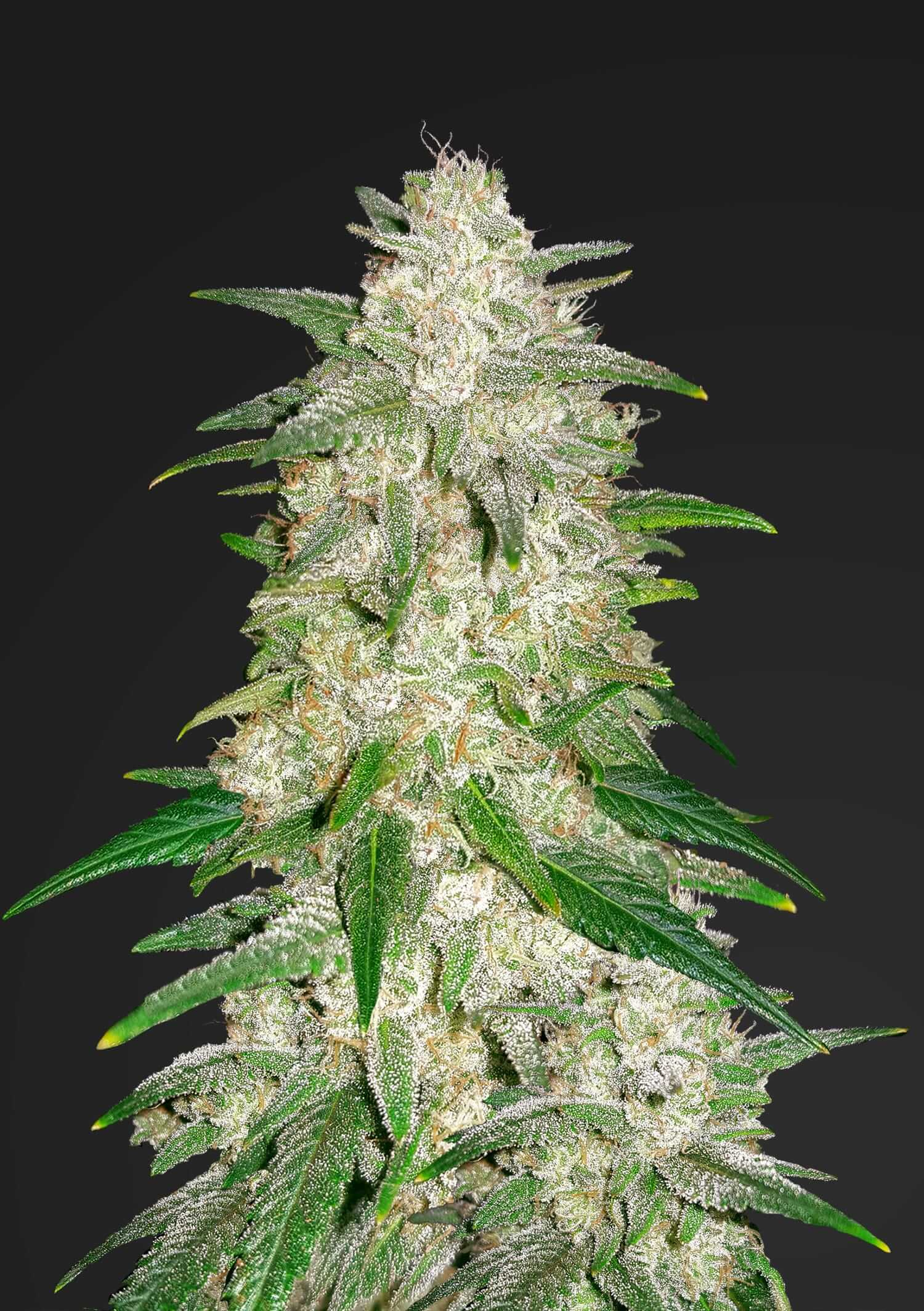 Gelato Auto Feminized Seeds Gelato Auto Feminized Seeds