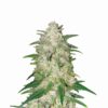 Buy Gelato Auto Feminized Seeds by Nirvana in America - Image 2