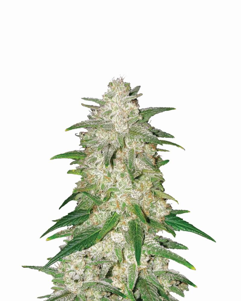 gelato-auto_3