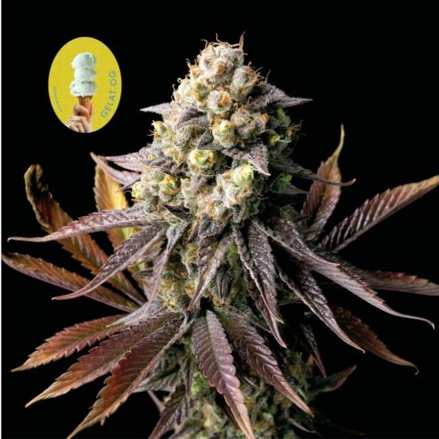 Gelat.OG Feminized Seeds