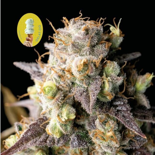 Gelat.OG Feminized Seeds