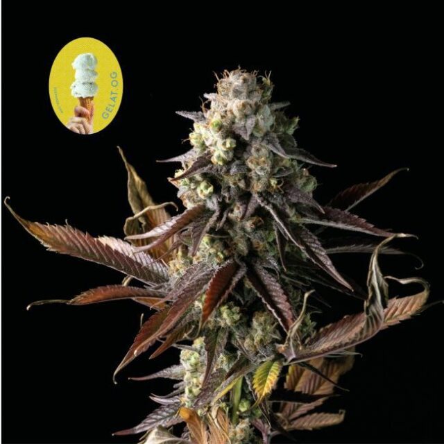 Gelat.OG Feminized Seeds