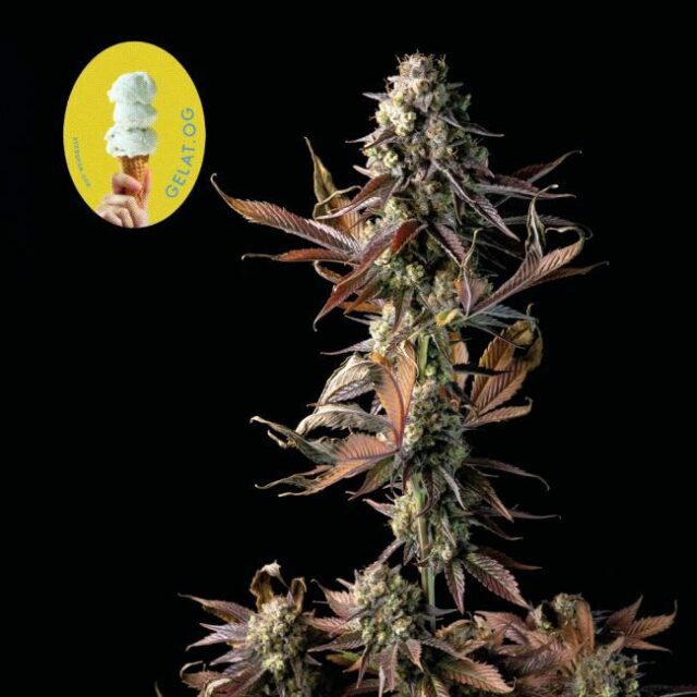 Gelat.OG Feminized Seeds