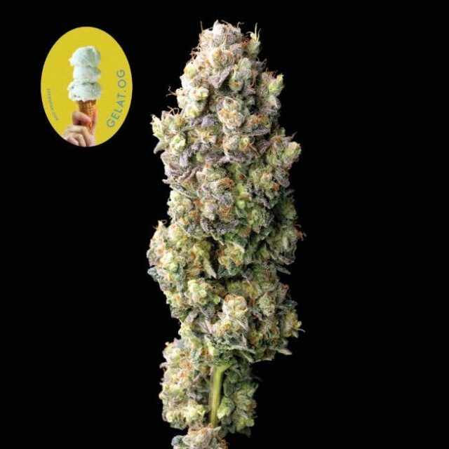 Gelat.OG Feminized Seeds