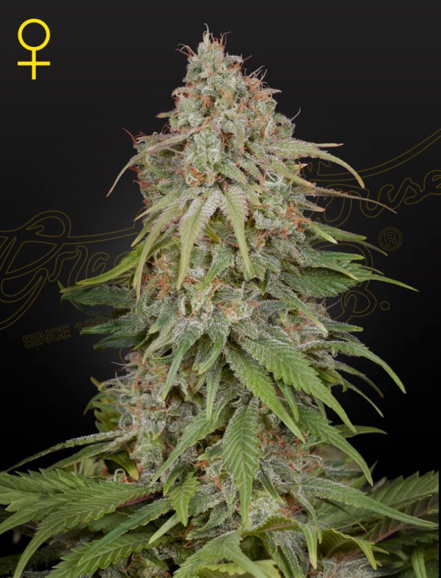 GH Amnesia Feminized Seeds