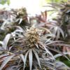Buy Ghost of NYC Feminized Seeds by Humboldt Seed Org. in America - Image 2