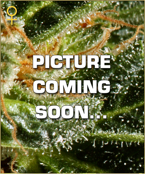 Northern Lights Auto Feminized Seeds