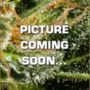 Kalashnikova Auto Feminized Seeds