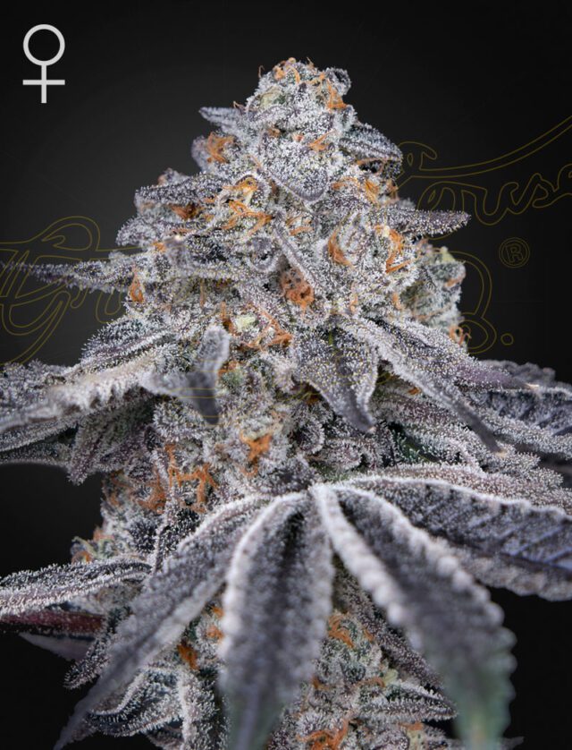 Velvet Moon Feminized Seeds