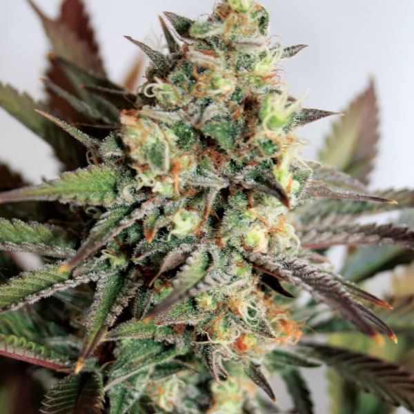 Girl Scout Cookies Feminized Seeds