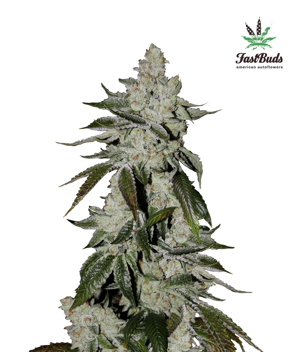 girl_scout_cookies_1