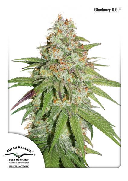 Glueberry O.G. Feminized Seeds