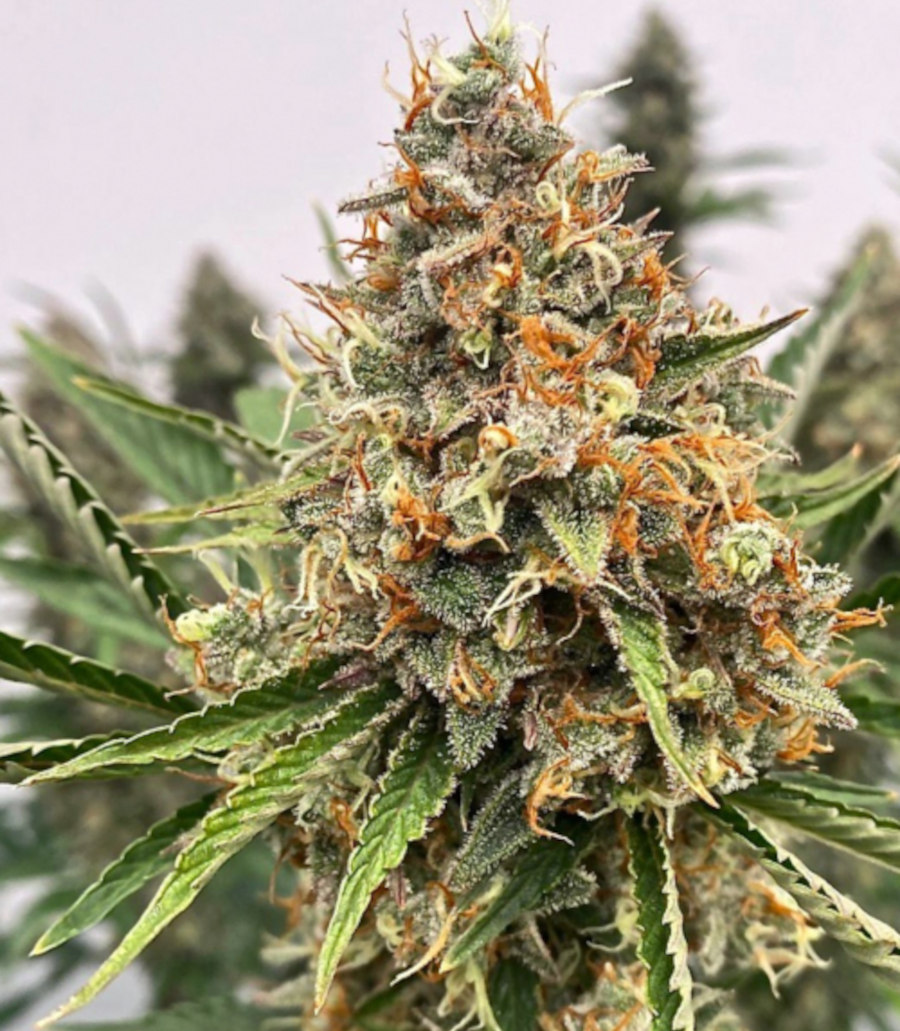 Buy GMO FAST Feminized Seeds by Atlas Seed in America - Stellar Seeds