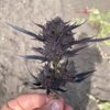 GMO Auto Feminized Seeds