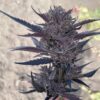 GMO Auto Feminized Seeds