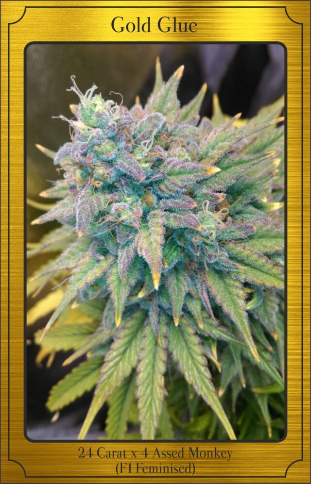 Gold Glue Auto Feminized Seeds