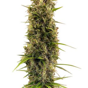 Golden Tiger Thai Dominant 3rd Version Feminized Seeds (Limited Edition)