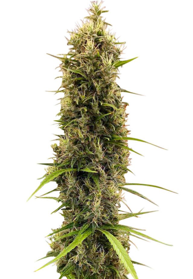 Golden Tiger Thai Dominant 3rd Version Feminized Seeds (Limited Edition)