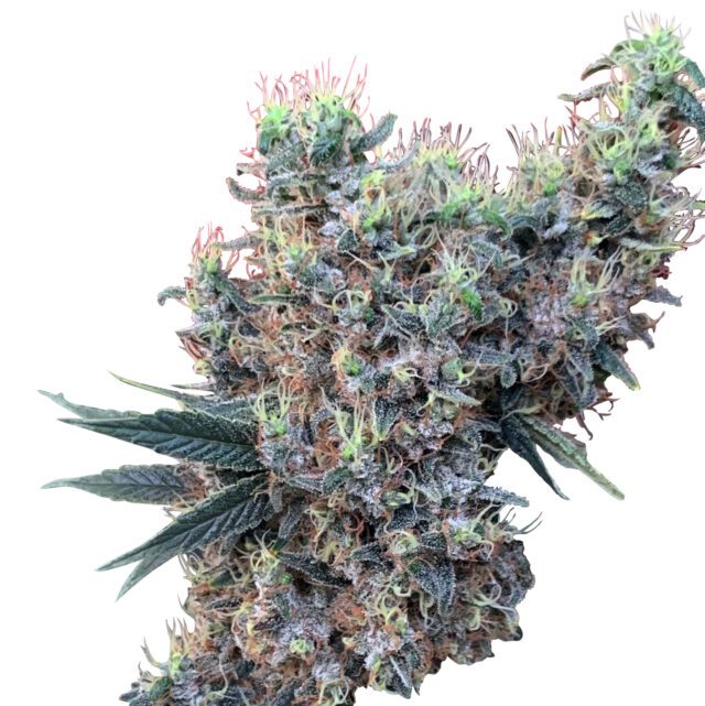 Golden Tiger x Panama Feminized Seeds (Limited Edition)